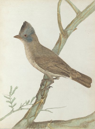 Crested Thrush by John William Lewin